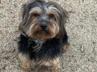 Paul, a male Border Terrier for sale in Blue Mountain, MS – Photo 4 of 5