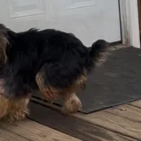 Paul, a male Border Terrier for sale in Blue Mountain, MS – Photo 1 of 5
