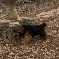 Paul, a male Border Terrier for sale in Blue Mountain, MS – Photo 3 of 5