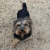 Paul, a male Border Terrier for sale in Blue Mountain, MS – Photo 5 of 5