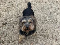 Paul, a male Border Terrier for sale in Blue Mountain, MS – Photo 5 of 5