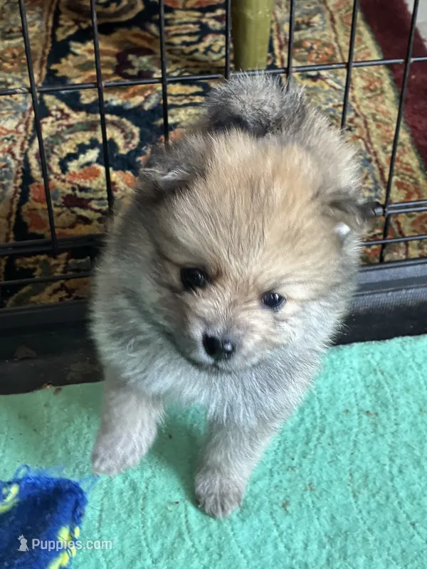 Malcolm – Pomeranian puppy for sale in Blue Mountain, MS