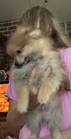 Malcolm, a male Pomeranian for sale in Blue Mountain, MS – 6 of 6