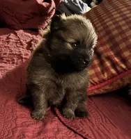 Bachelor, a male Pomeranian for sale in Blue Mountain, MS – 2 of 3