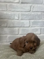 Yellow, a male Labradoodle for sale in Tulsa, OK – 5 of 5