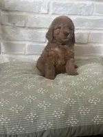 Turqouse, a male Labradoodle for sale in Tulsa, OK – 2 of 2