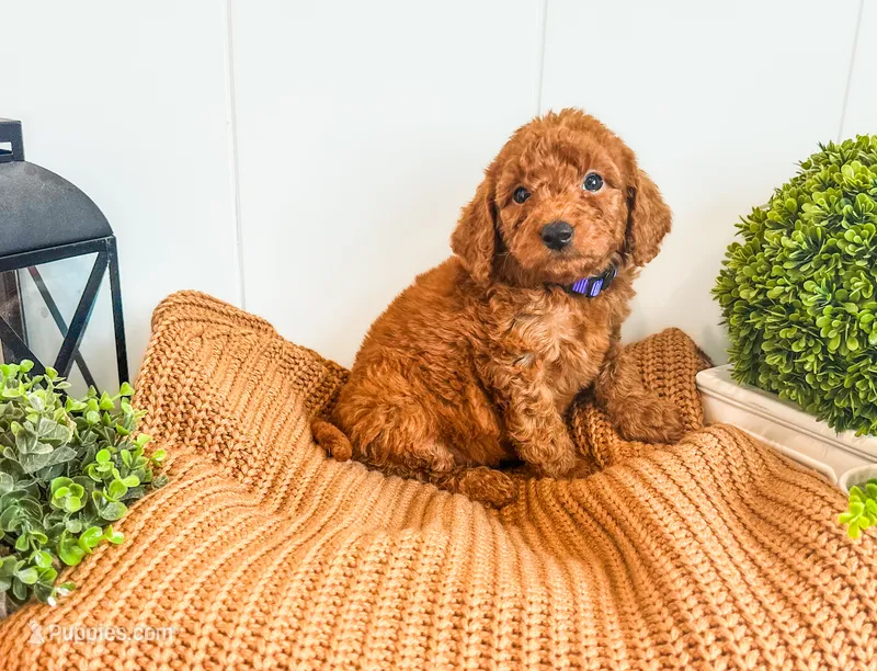 Purple – Miniature Labradoodle puppy for sale in Tulsa, OK