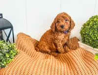 Purple, a female Miniature Labradoodle for sale in Tulsa, OK – 1 of 1
