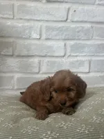 Yellow, a male Labradoodle for sale in Tulsa, OK – 2 of 5