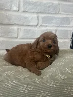 Yellow, a male Labradoodle for sale in Tulsa, OK – 3 of 5
