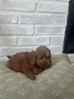 Yellow, a male Labradoodle for sale in Tulsa, OK – 4 of 5