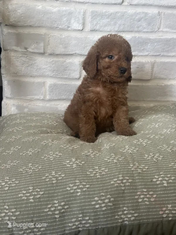 Turqouse – Labradoodle puppy for sale in Tulsa, OK