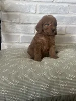 Turqouse, a male Labradoodle for sale in Tulsa, OK – 1 of 2