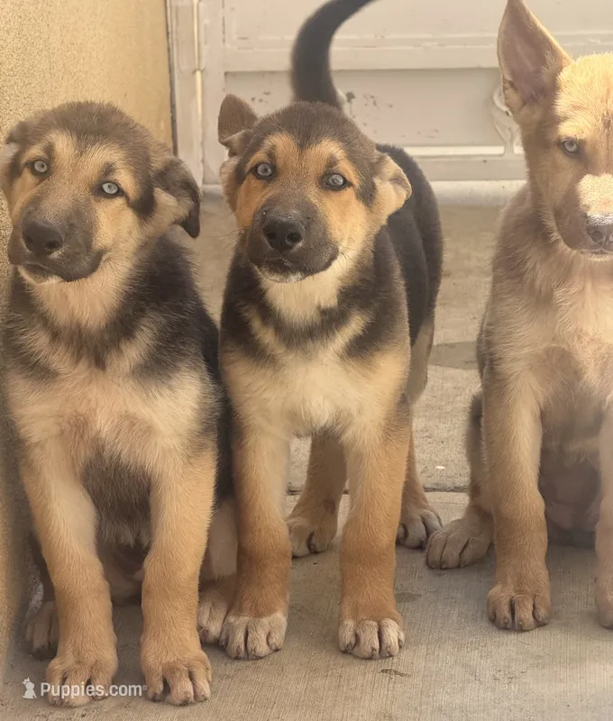 Spike, a male German Shepherd Dog and Siberian Husky for sale in Temple City, CA – 1 of 3
