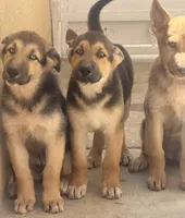 Spike, a male German Shepherd Dog and Siberian Husky for sale in Temple City, CA – 1 of 3