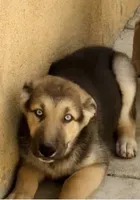 Ohana , a female German Shepherd Dog and Siberian Husky for sale in Temple City, CA – 2 of 4