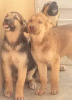 Mila , a female German Shepherd Dog and Siberian Husky for sale in Temple City, CA – 2 of 4