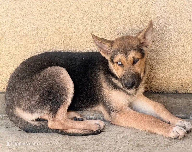 Spike – German Shepherd Dog, Siberian Husky puppy for sale in Temple City, CA