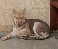 Maya, a female German Shepherd Dog and Siberian Husky for sale in Temple City, CA – 3 of 4
