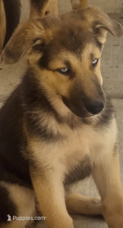 Ohana  – German Shepherd Dog, Siberian Husky puppy for sale in Temple City, CA