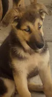 Ohana , a female German Shepherd Dog and Siberian Husky for sale in Temple City, CA – 1 of 4