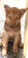 Mila , a female German Shepherd Dog and Siberian Husky for sale in Temple City, CA – 3 of 4