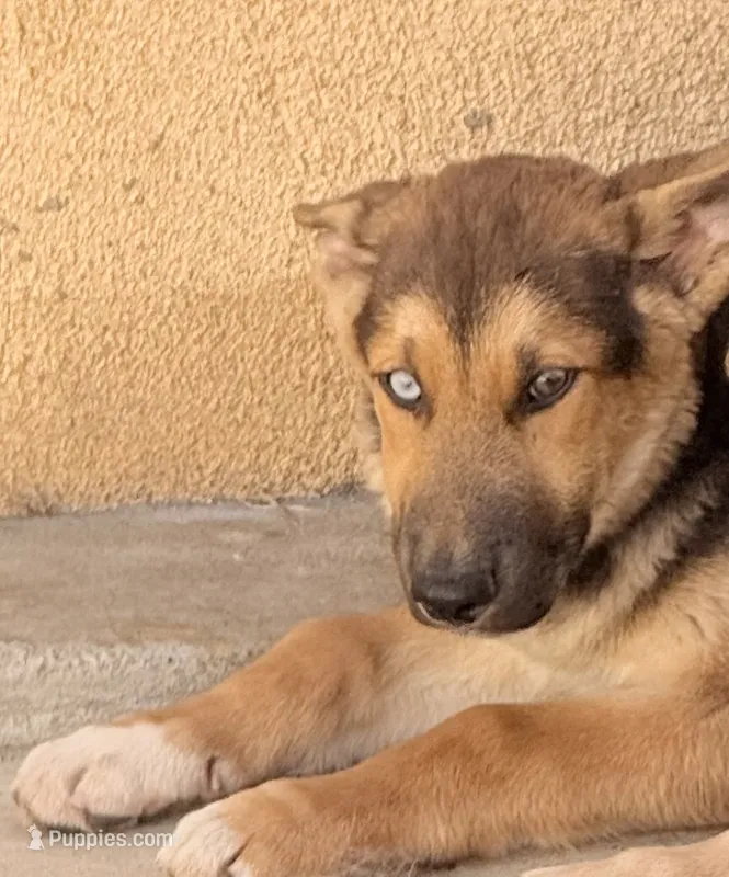 Spike – German Shepherd Dog, Siberian Husky puppy for sale in Temple City, CA