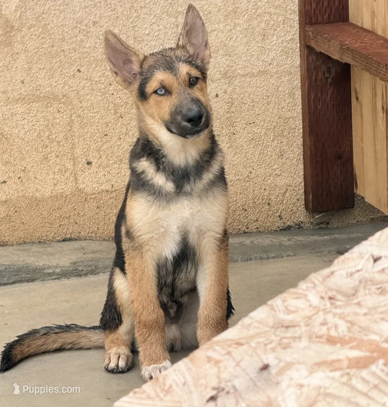 Spike – German Shepherd Dog, Siberian Husky puppy for sale in Temple City, CA