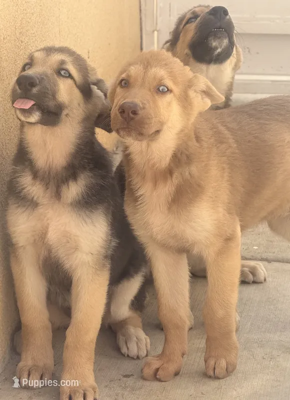 Mila  – German Shepherd Dog, Siberian Husky puppy for sale in Temple City, CA