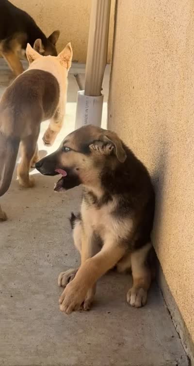 Ohana , a female German Shepherd Dog and Siberian Husky for sale in Temple City, CA – 4 of 4