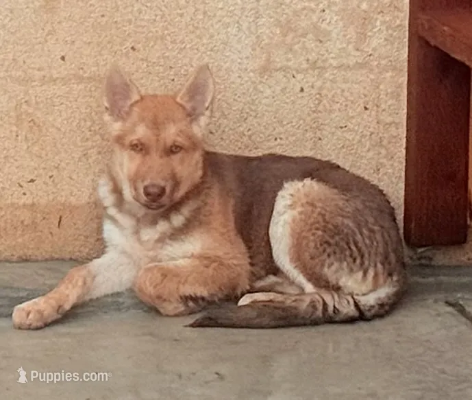 Maya – German Shepherd Dog, Siberian Husky puppy for sale in Temple City, CA