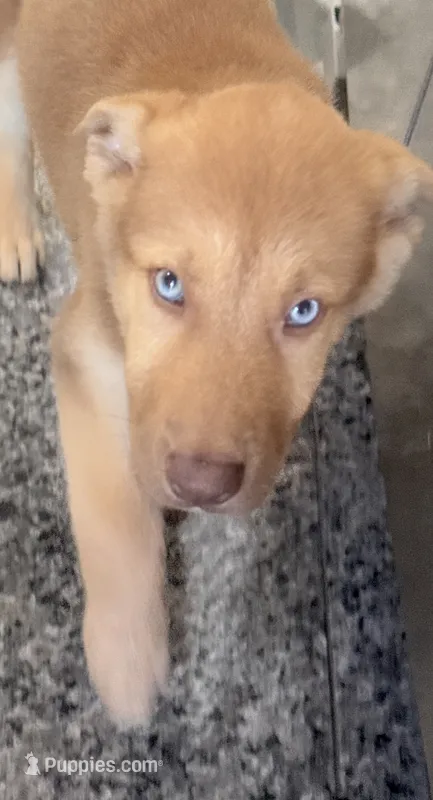 Mila , a female German Shepherd Dog and Siberian Husky for sale in Temple City, CA – 1 of 4