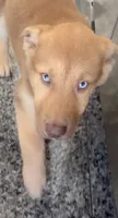 Mila , a female German Shepherd Dog and Siberian Husky for sale in Temple City, CA – 1 of 4