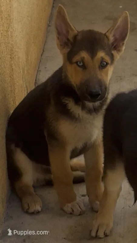 Spike – German Shepherd Dog, Siberian Husky puppy for sale in Temple City, CA