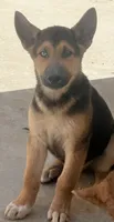 Spike, a male German Shepherd Dog and Siberian Husky for sale in Temple City, CA – 2 of 3