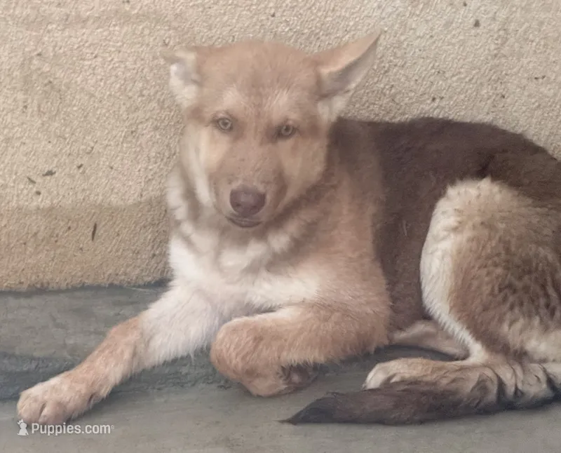 Maya – German Shepherd Dog, Siberian Husky puppy for sale in Temple City, CA