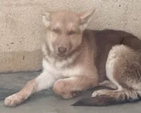 Maya, a female German Shepherd Dog and Siberian Husky for sale in Temple City, CA – 1 of 4
