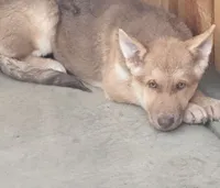 Maya, a female German Shepherd Dog and Siberian Husky for sale in Temple City, CA – 2 of 4