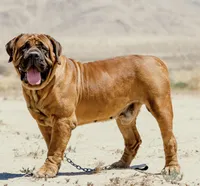 Shheba, a female Boerboel for sale in Tracy, CA – Photo 3 of 3