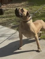 Shheba, a female Boerboel for sale in Tracy, CA – Photo 2 of 3