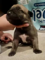 Shheba, a female Boerboel for sale in Tracy, CA – Photo 1 of 3