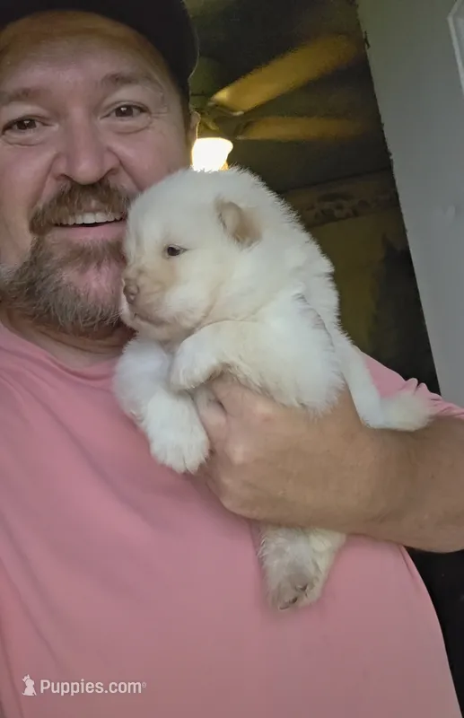 🐻‍❄🐻‍❄ Cream Male 🐻‍❄🐻‍❄ – Chow Chow puppy for sale in Hodgenville, KY