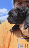 Black female , a female Chow Chow for sale in Hodgenville, KY – 7 of 9