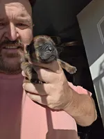 Red Boy, a male Chow Chow for sale in Hodgenville, KY – 4 of 9