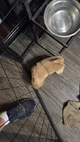 Golden chow , a female Chow Chow for sale in Hodgenville, KY – 5 of 6