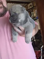 Blue fawn male , a male Chow Chow for sale in Hodgenville, KY – 8 of 9