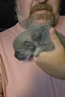 Blue Fawn male , a male Chow Chow for sale in Hodgenville, KY – 2 of 9