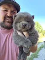 🧸🐻Lilac Male 🐻🧸, a male Chow Chow for sale in Hodgenville, KY – 3 of 10