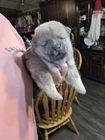 Blue fawn male , a male Chow Chow for sale in Hodgenville, KY – 5 of 9
