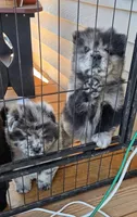 Merle Female , a female Chow Chow for sale in Hodgenville, KY – 4 of 10